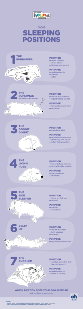 dog sleeping positions infographic