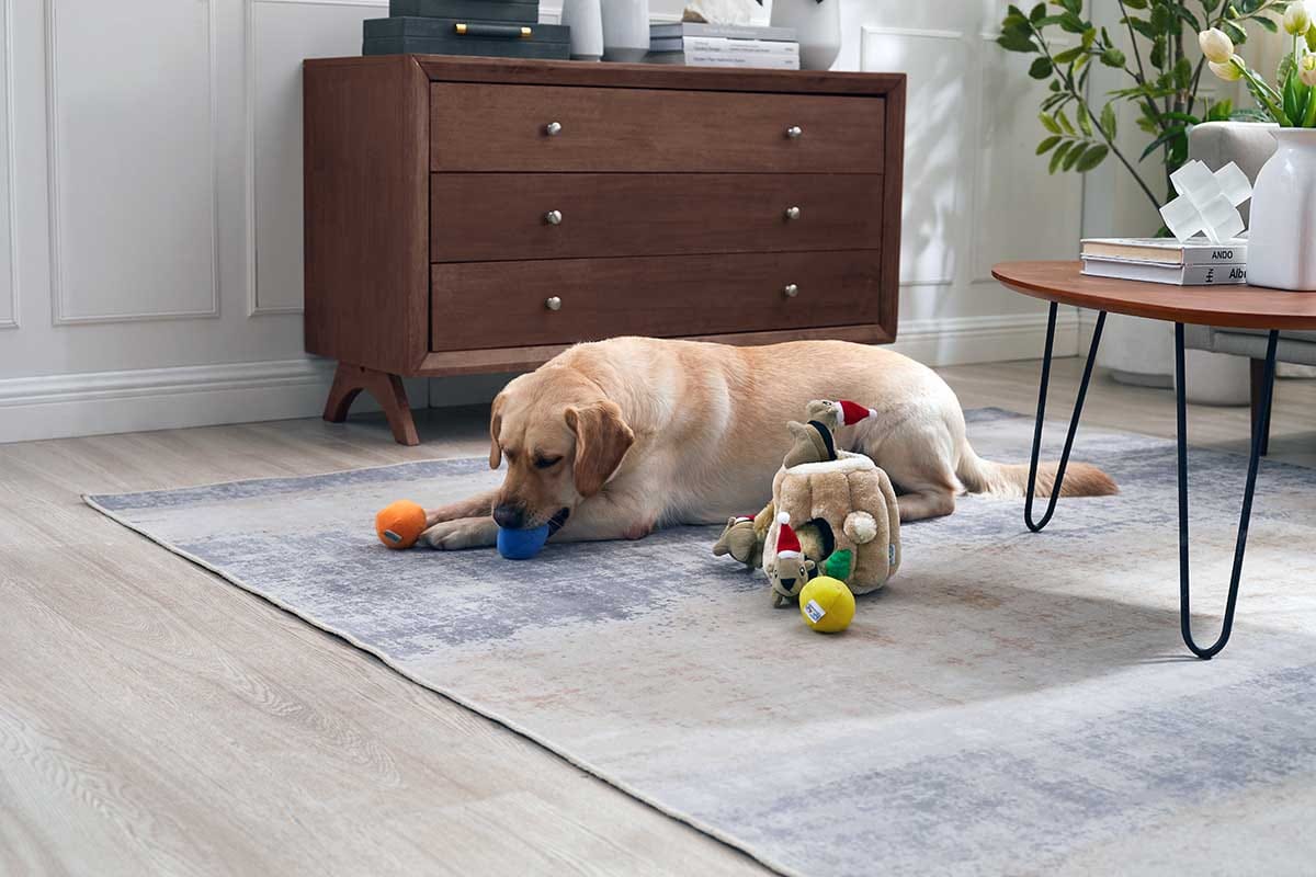 dog playing with toys