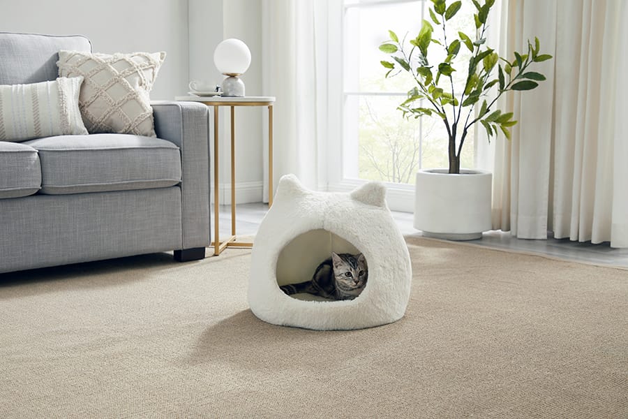meow hut for cats