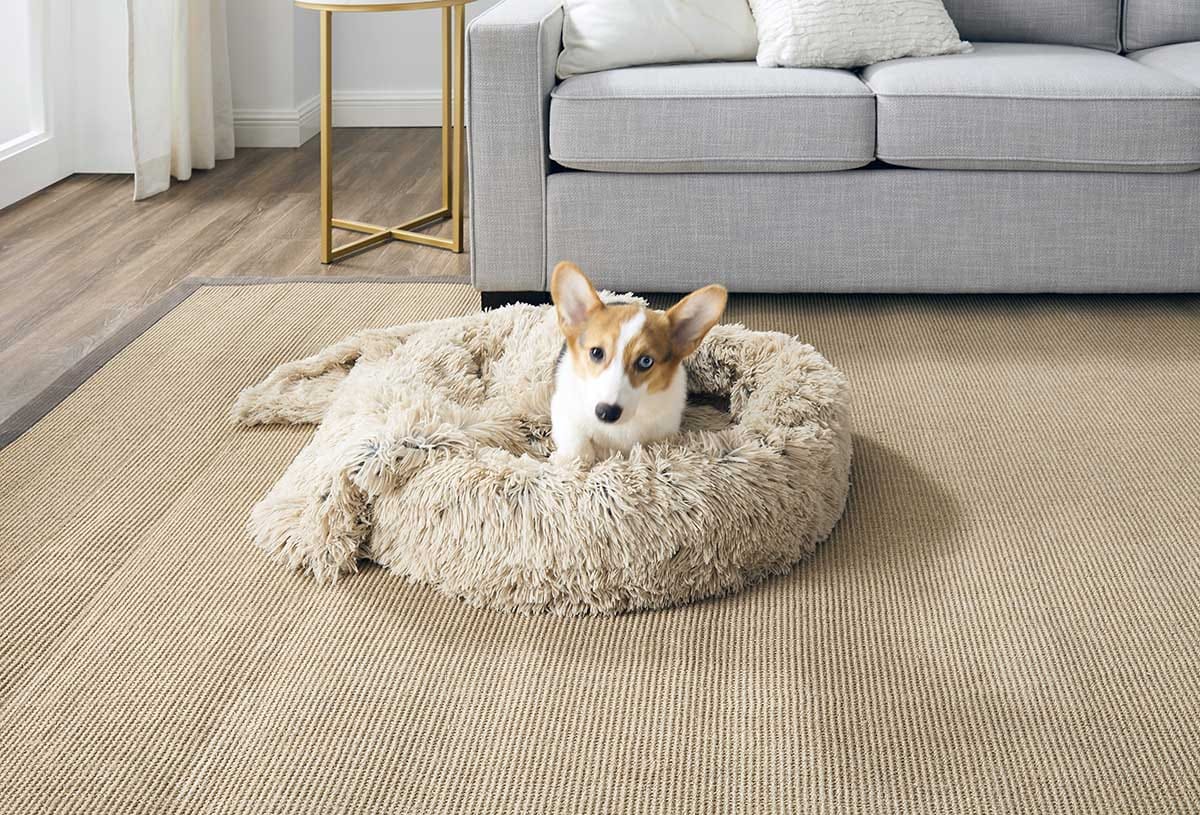 corgi on a dog bed