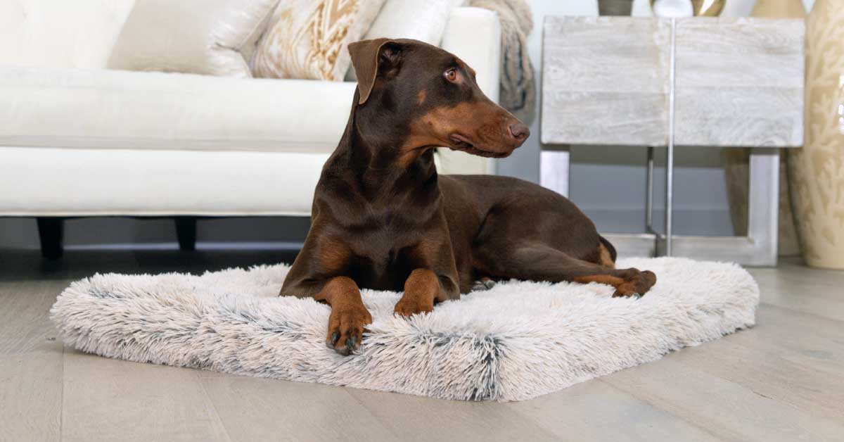 Teaching your dog to lay down on the Magic Mat 