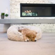 why do dogs twitch in their sleep