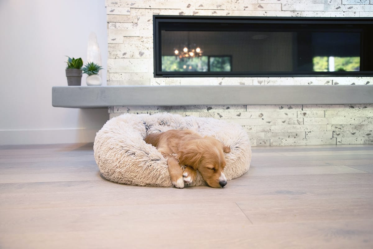 Why Do Dogs Twitch in Their Sleep? Furtropolis by Outward Hound