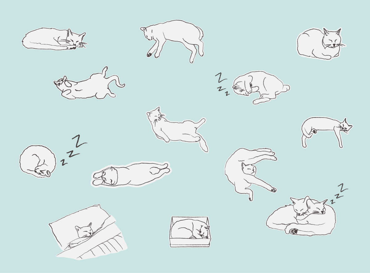 13 Common Cat Sleeping Positions & What They Mean