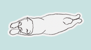 cat sleeping positions superman