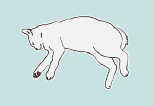 cat sleeping positions sideways