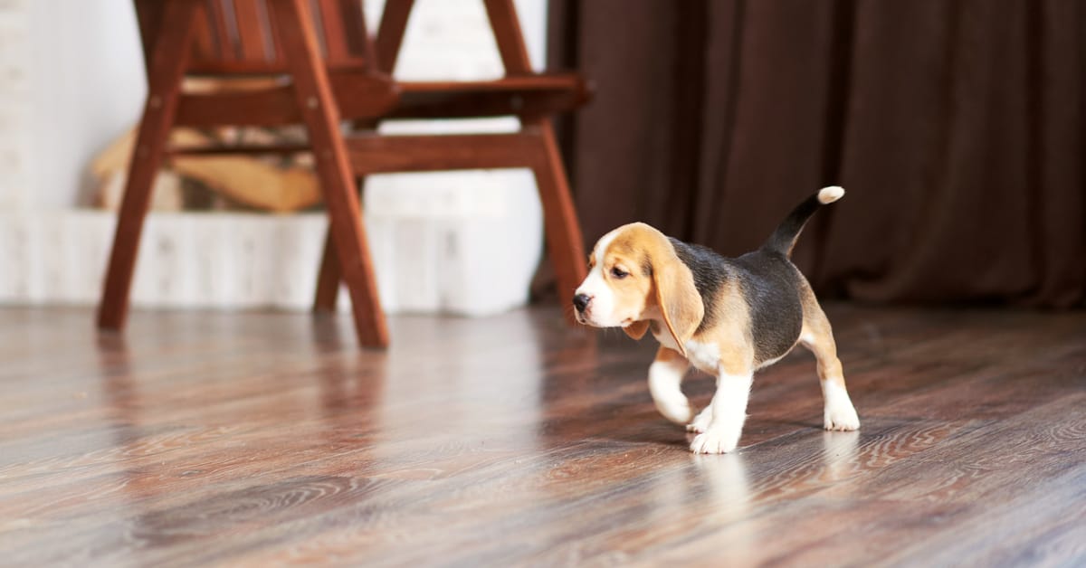 Dogs And Hardwood Floors An Unnatural, How To Make My Hardwood Floor Less Slippery