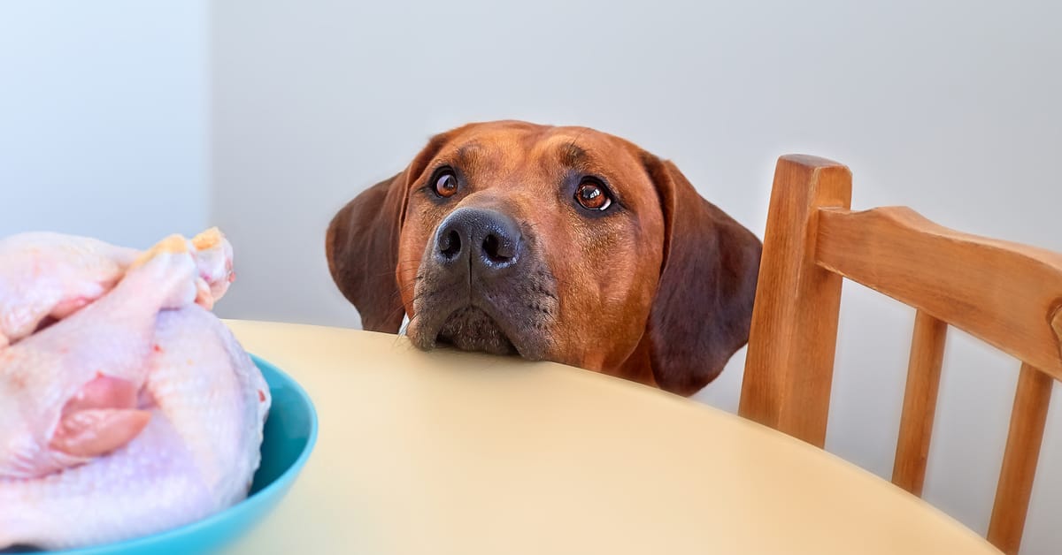 How to Stop a Dog From Begging For Food