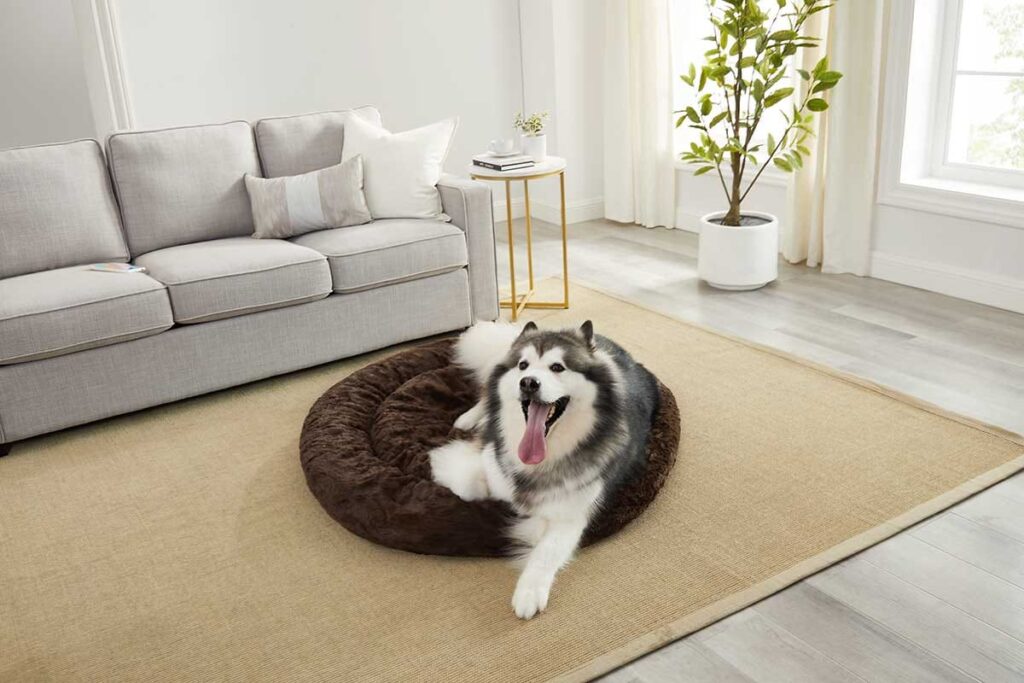 how to teach place to a dog using a dog bed