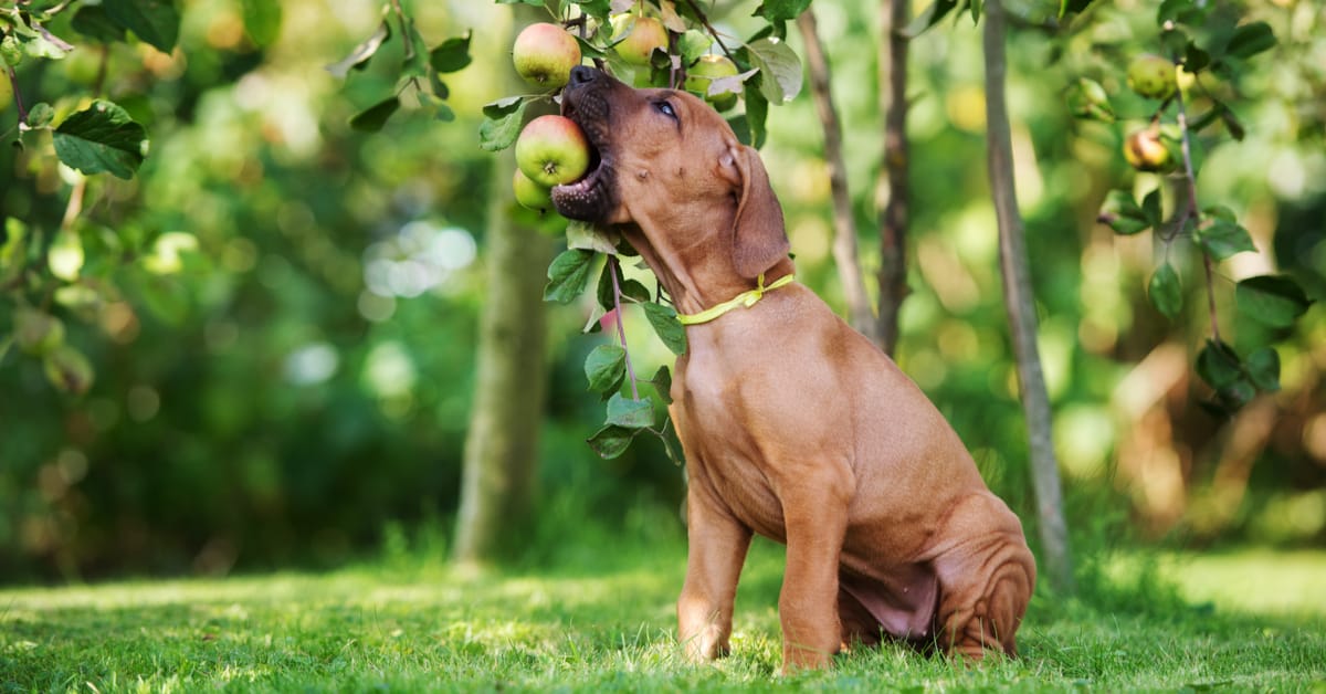 dog-friendly fall activities apple picking