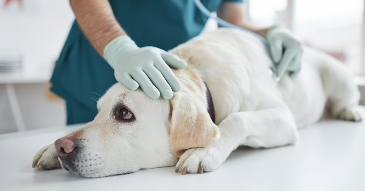 dog at vet office, image for what to do if your dog has a seizure