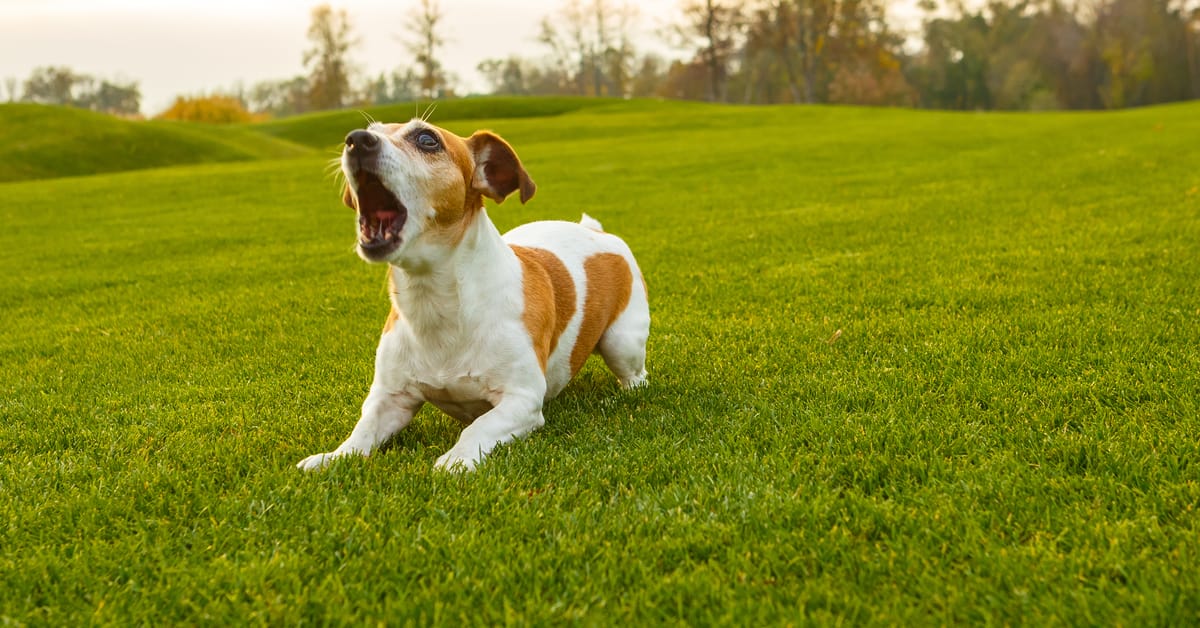 dog barking