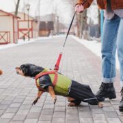 leash aggression in dogs