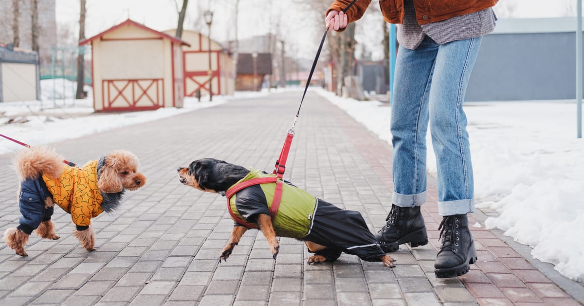 Dog aggressive on shop leash but not off