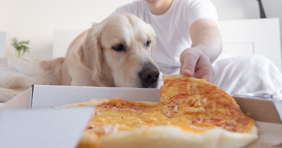 dog and pizza