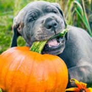 can dogs eat raw pumpkin