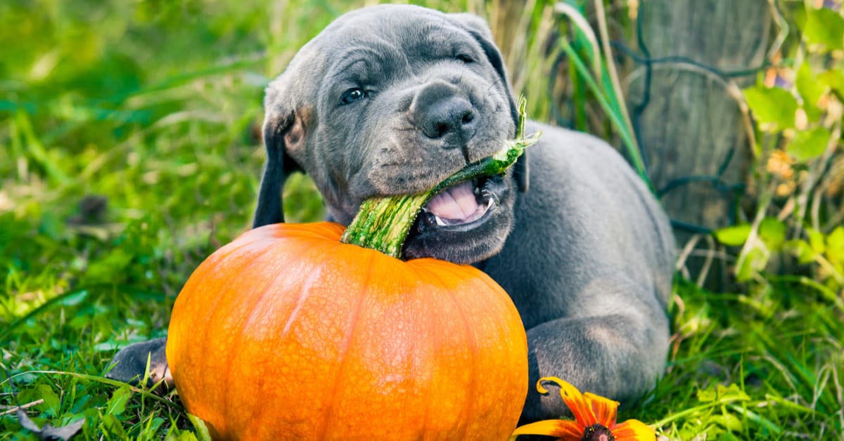 When to give 2024 a dog pumpkin