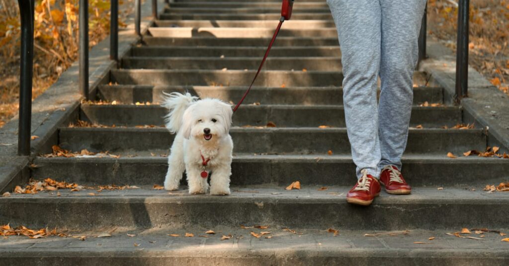 dog on a walk with human