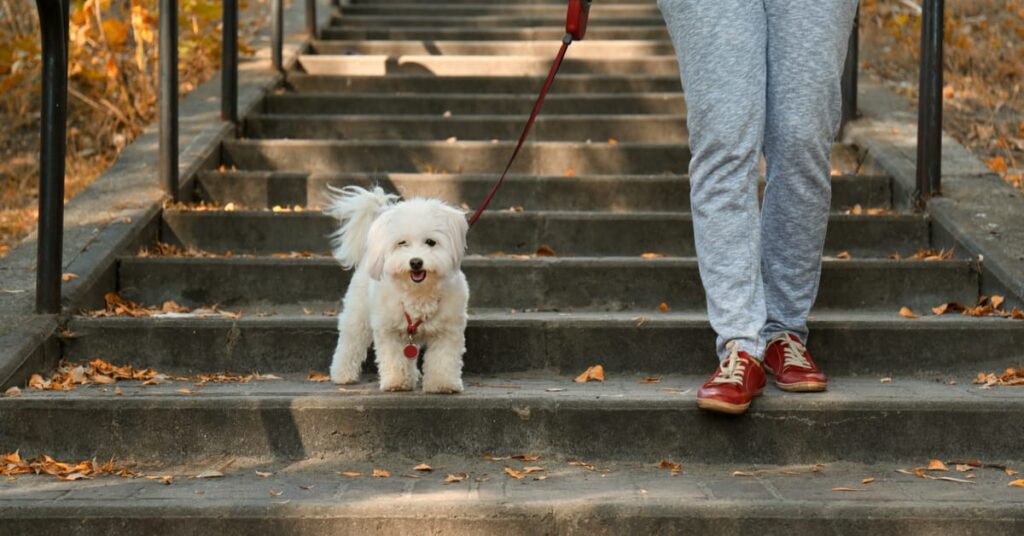 dog on a sniff walk with human