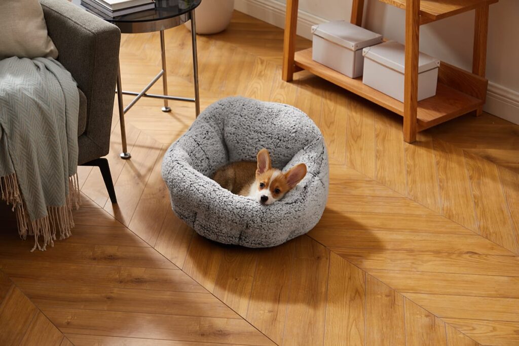 corgi puppy in a dog bed