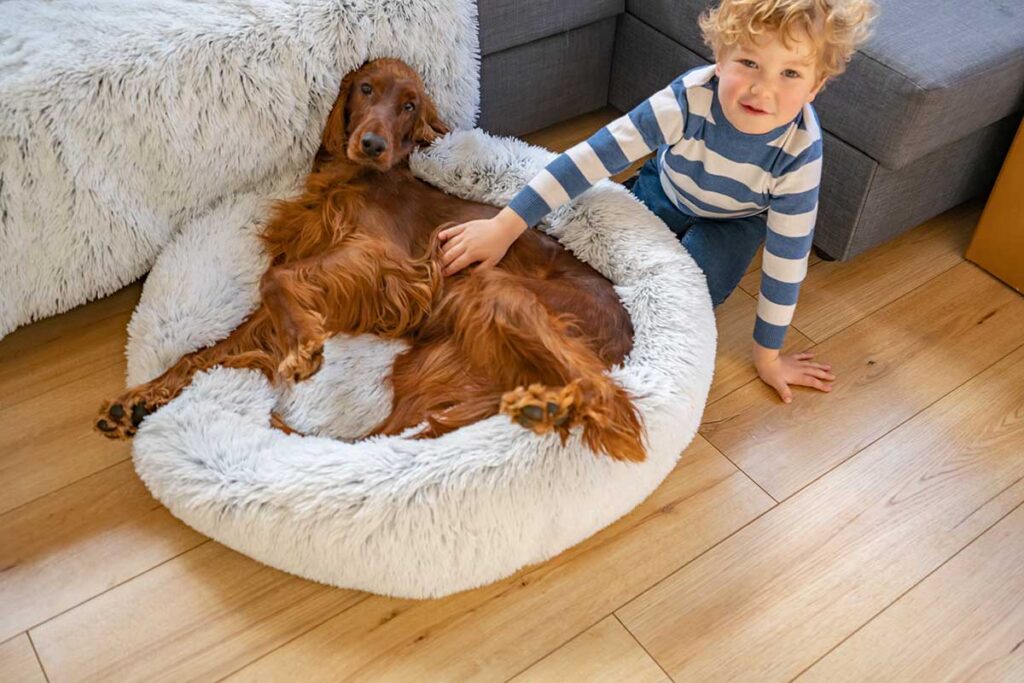 dog sleeping positions dog in dog bed with child