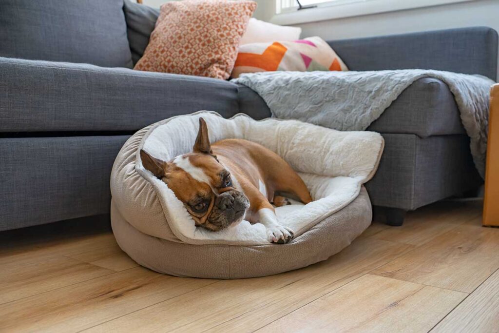 dog on a cozy dog bed. do dogs cry