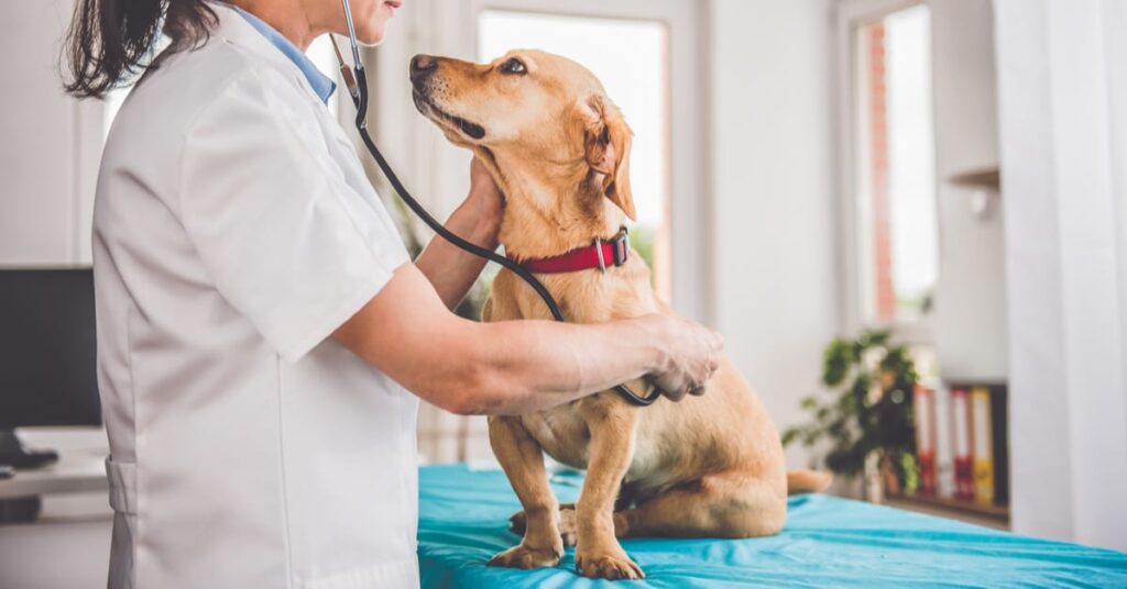 dog at the vet