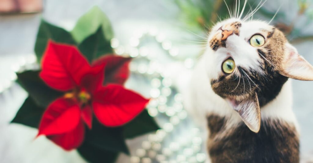are poinsettias poisonous to cats