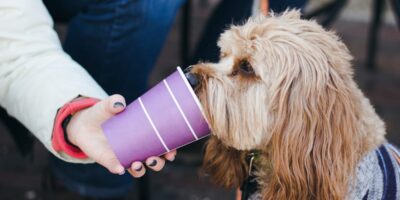 is whipped cream bad for dogs