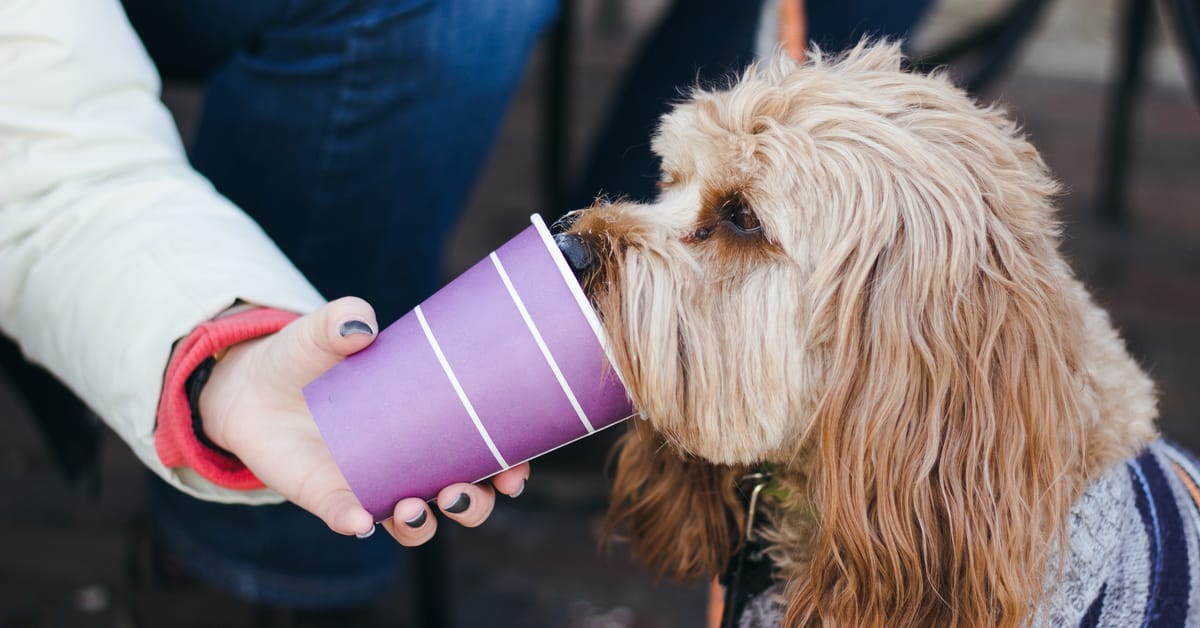 Puppuccino Problems: Is Whipped Cream Bad for Dogs?