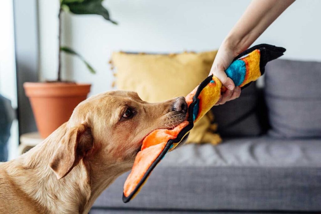 dog playing with snake toy