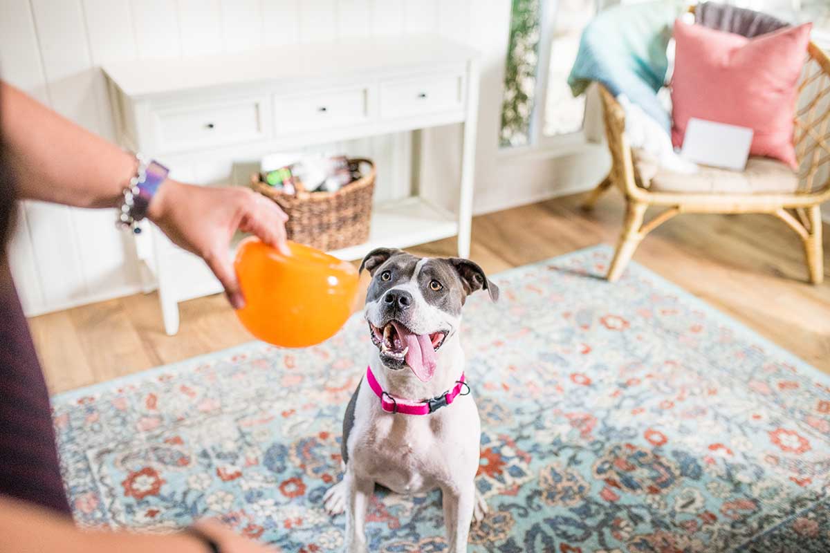 The Best Dog Toys for Pit Bulls, According to Pittie Parents