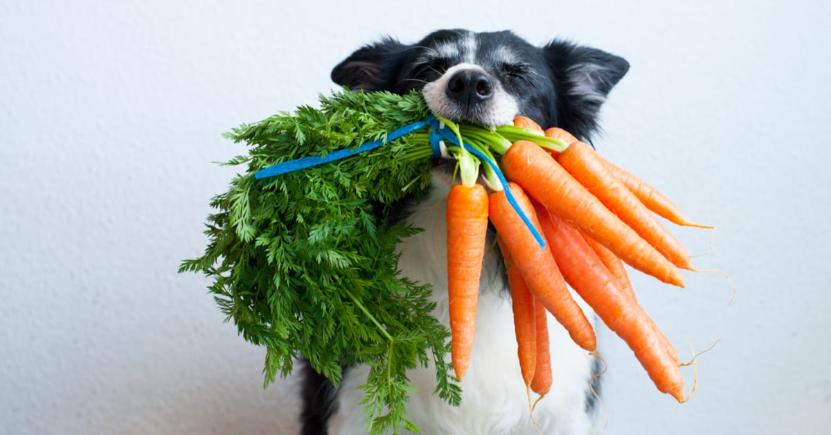 Can Dogs Be Vegan? Here’s What Veterinarians Have to Say.