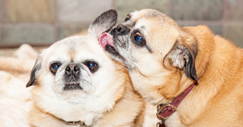 why do dogs lick each others ears