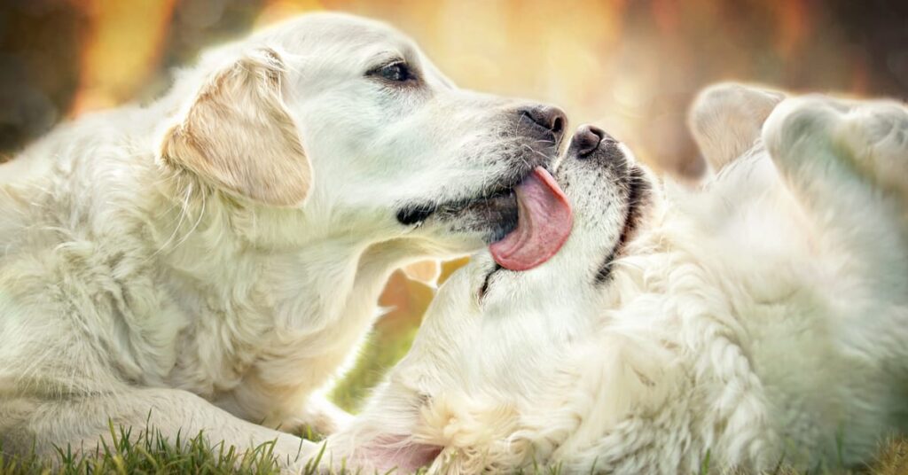 why do dogs lick each others ears