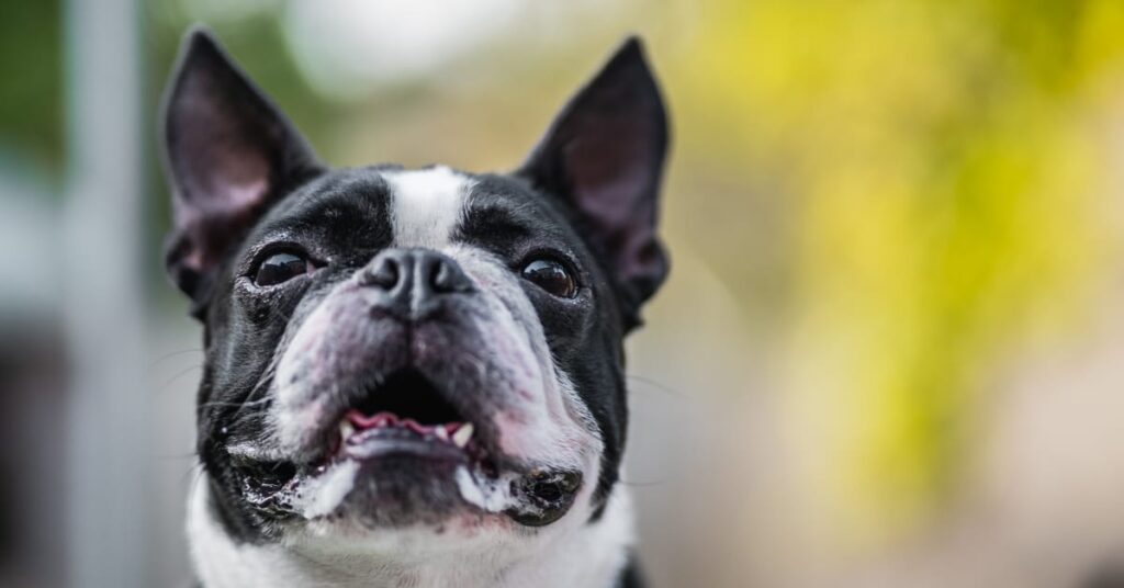 Boston terrier throwing store up white foam