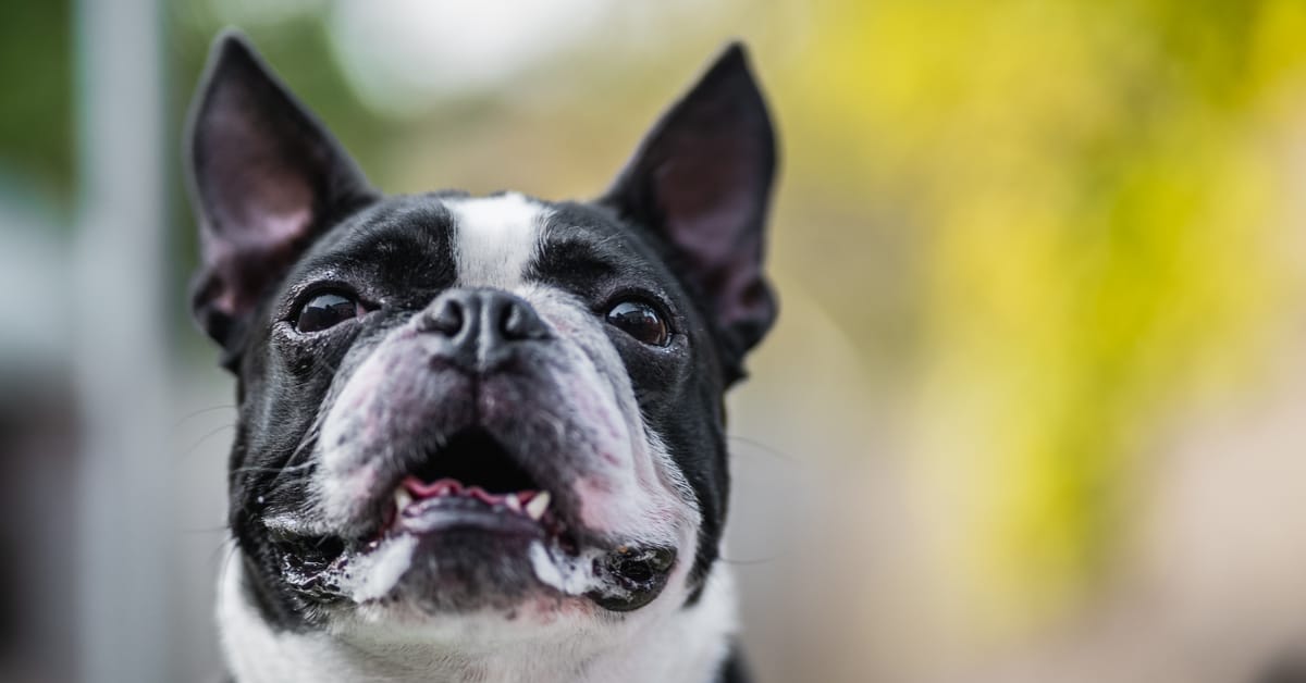 Why Do Dogs Foam at the Mouth? - Outward Hound