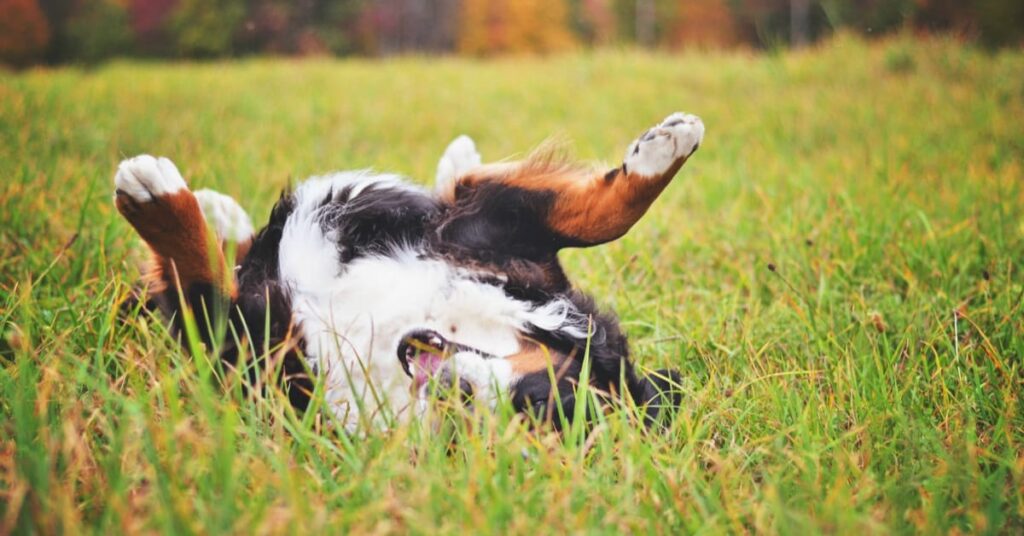 dog rolling in grass