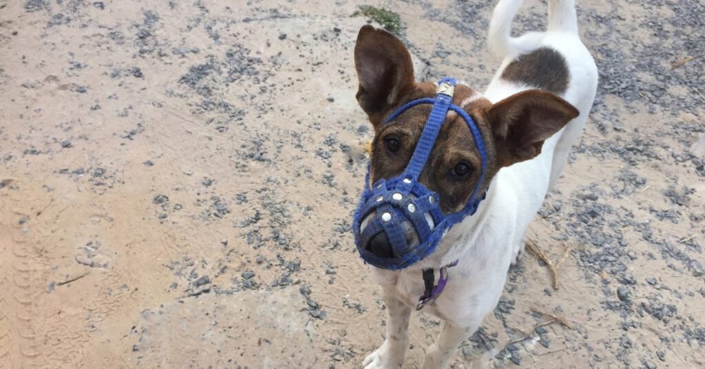 are muzzles bad for dogs