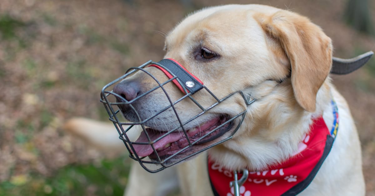Are Muzzles Bad for Dogs?