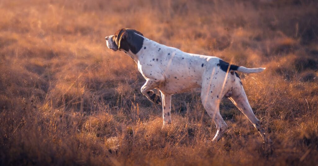 hunting hounds running