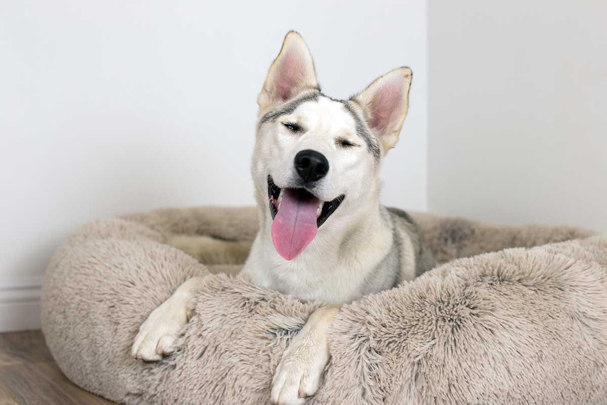 The Best Toys for Huskies & Their Unstoppable Energy – Furtropolis
