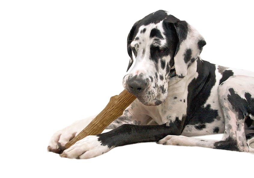 The Best Toys For Great Danes Furtropolis