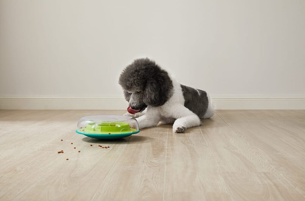 dog playing with wobble bowl food puzzle