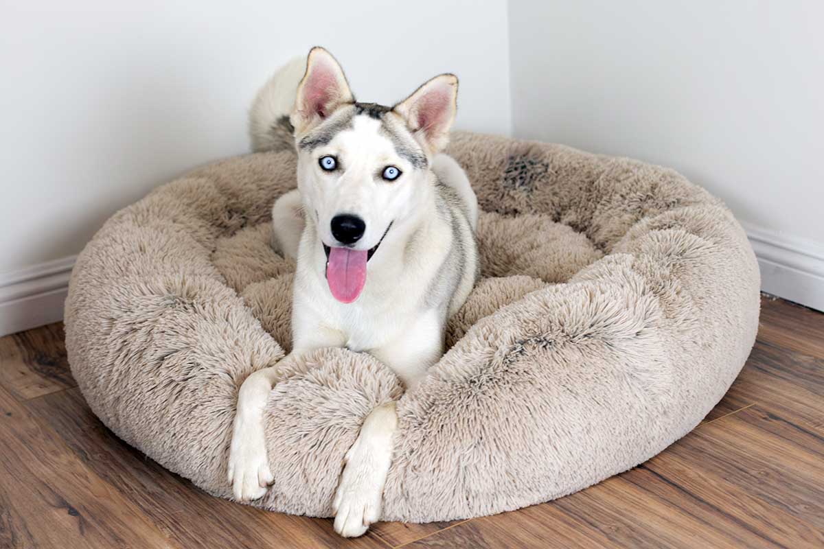 The Best Toys for Huskies & Their Unstoppable Energy – Furtropolis