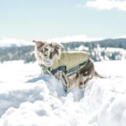 winter hiking with dogs