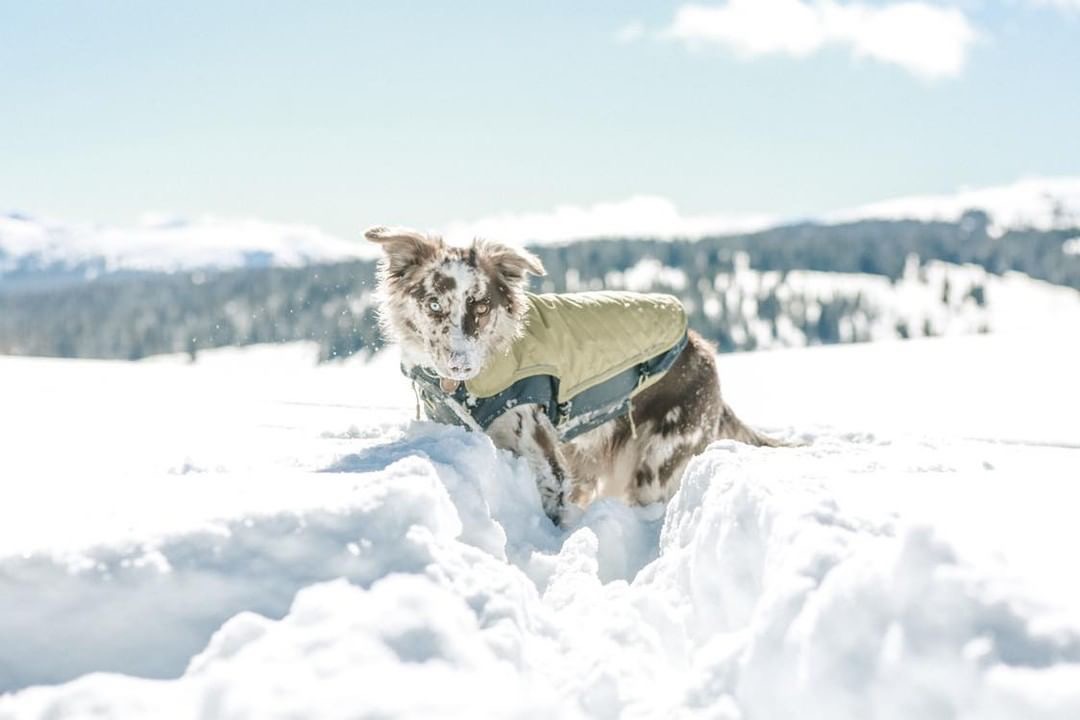 Bundle Up! Tips for Winter Hiking With Your Dog