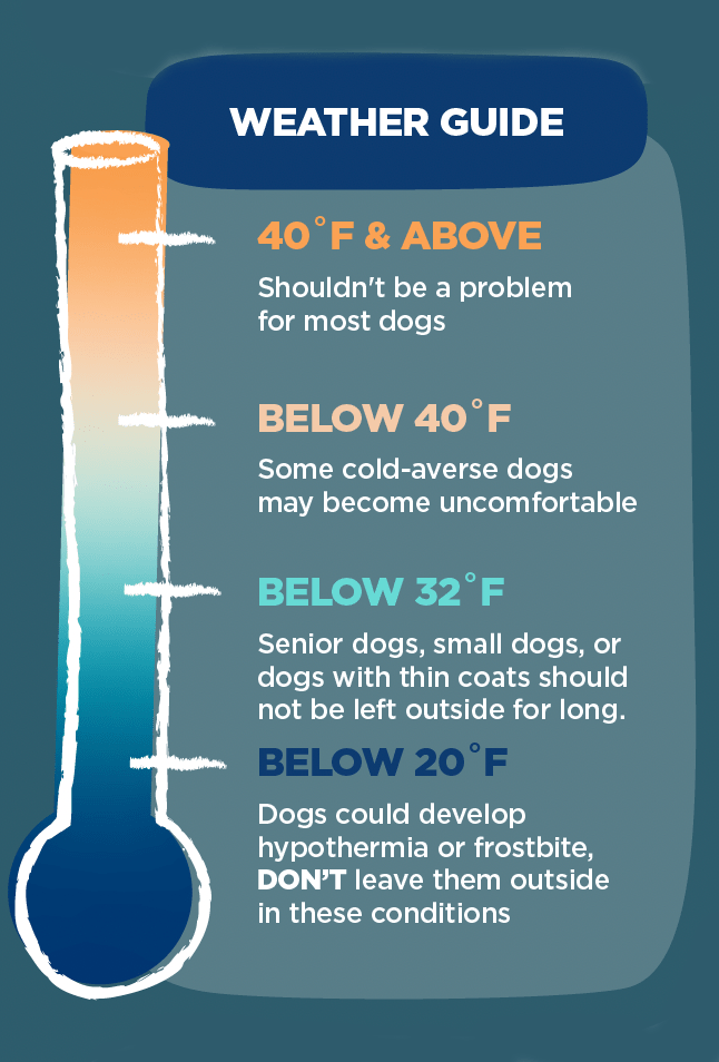 how cold is too cold for dogs