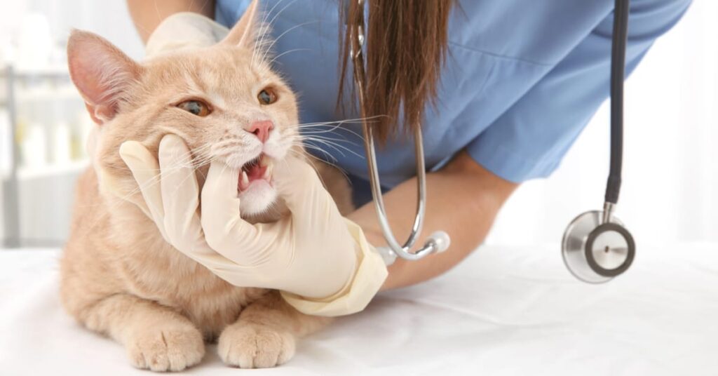 cat at the vet