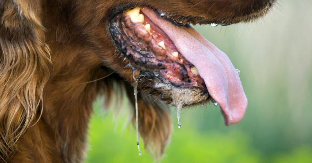 why do dogs foam at the mouth